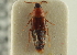  ( - CNC COLEO 00250221)  @13 [ ] CreativeCommons - Attribution (2014) CBG Photography Group Centre for Biodiversity Genomics