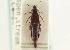  ( - CNC COLEO 00250223)  @11 [ ] CreativeCommons - Attribution (2014) CBG Photography Group Centre for Biodiversity Genomics