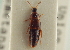  ( - CNC COLEO 00250224)  @11 [ ] CreativeCommons - Attribution (2014) CBG Photography Group Centre for Biodiversity Genomics