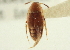  ( - CNC COLEO 00250225)  @11 [ ] CreativeCommons - Attribution (2014) CBG Photography Group Centre for Biodiversity Genomics