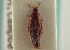  ( - CNC COLEO 00250232)  @11 [ ] CreativeCommons - Attribution (2014) CBG Photography Group Centre for Biodiversity Genomics