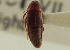  ( - CNC COLEO 00250234)  @11 [ ] CreativeCommons - Attribution (2014) CBG Photography Group Centre for Biodiversity Genomics