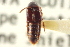  (Mycetoporus consors - CNC COLEO 00250239)  @11 [ ] CreativeCommons - Attribution (2014) CBG Photography Group Centre for Biodiversity Genomics