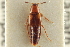  ( - CNC COLEO 00250294)  @11 [ ] CreativeCommons - Attribution (2014) CBG Photography Group Centre for Biodiversity Genomics