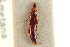  ( - CNC COLEO 00250296)  @11 [ ] CreativeCommons - Attribution (2014) CBG Photography Group Centre for Biodiversity Genomics
