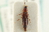  ( - CNC COLEO 00250301)  @11 [ ] CreativeCommons - Attribution (2014) CBG Photography Group Centre for Biodiversity Genomics