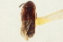  ( - CNC COLEO 00250302)  @11 [ ] CreativeCommons - Attribution (2014) CBG Photography Group Centre for Biodiversity Genomics