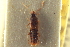  ( - CNC COLEO 00250351)  @11 [ ] CreativeCommons - Attribution (2014) CBG Photography Group Centre for Biodiversity Genomics