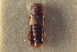  ( - CNC COLEO 00250352)  @11 [ ] CreativeCommons - Attribution (2014) CBG Photography Group Centre for Biodiversity Genomics