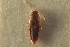  ( - CNC COLEO 00250358)  @11 [ ] CreativeCommons - Attribution (2014) CBG Photography Group Centre for Biodiversity Genomics