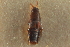 ( - CNC COLEO 00250359)  @11 [ ] CreativeCommons - Attribution (2014) CBG Photography Group Centre for Biodiversity Genomics