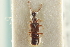  ( - CNC COLEO 00250446)  @11 [ ] CreativeCommons - Attribution (2014) CBG Photography Group Centre for Biodiversity Genomics