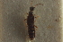  ( - CNC COLEO 00250448)  @11 [ ] CreativeCommons - Attribution (2014) CBG Photography Group Centre for Biodiversity Genomics