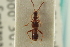  ( - CNC COLEO 00250471)  @11 [ ] CreativeCommons - Attribution (2014) CBG Photography Group Centre for Biodiversity Genomics