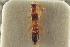 ( - CNC COLEO 00250484)  @11 [ ] CreativeCommons - Attribution (2014) CBG Photography Group Centre for Biodiversity Genomics