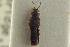  ( - CNC COLEO 00250529)  @11 [ ] CreativeCommons - Attribution (2014) CBG Photography Group Centre for Biodiversity Genomics