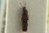  ( - CNC COLEO 00250530)  @11 [ ] CreativeCommons - Attribution (2014) CBG Photography Group Centre for Biodiversity Genomics