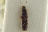  ( - CNC COLEO 00250531)  @11 [ ] CreativeCommons - Attribution (2014) CBG Photography Group Centre for Biodiversity Genomics