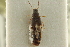  ( - CNC COLEO 00250532)  @11 [ ] CreativeCommons - Attribution (2014) CBG Photography Group Centre for Biodiversity Genomics