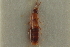  ( - CNC COLEO 00250576)  @11 [ ] CreativeCommons - Attribution (2014) CBG Photography Group Centre for Biodiversity Genomics