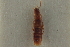  ( - CNC COLEO 00250577)  @11 [ ] CreativeCommons - Attribution (2014) CBG Photography Group Centre for Biodiversity Genomics