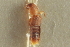 ( - CNC COLEO 00250584)  @11 [ ] CreativeCommons - Attribution (2014) CBG Photography Group Centre for Biodiversity Genomics