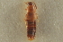  ( - CNC COLEO 00250585)  @11 [ ] CreativeCommons - Attribution (2014) CBG Photography Group Centre for Biodiversity Genomics