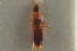  ( - CNC COLEO 00250602)  @11 [ ] CreativeCommons - Attribution (2014) CBG Photography Group Centre for Biodiversity Genomics