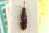 ( - CNC COLEO 00250624)  @11 [ ] CreativeCommons - Attribution (2014) CBG Photography Group Centre for Biodiversity Genomics