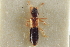  ( - CNC COLEO 00250774)  @11 [ ] CreativeCommons - Attribution (2014) CBG Photography Group Centre for Biodiversity Genomics