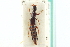  (Lathrobium sparsellum - CNC COLEO 00251125)  @14 [ ] CreativeCommons - Attribution (2014) CBG Photography Group Centre for Biodiversity Genomics