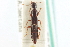  ( - CNC COLEO 00251127)  @13 [ ] CreativeCommons - Attribution (2014) CBG Photography Group Centre for Biodiversity Genomics