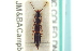  ( - CNC COLEO 00251153)  @11 [ ] CreativeCommons - Attribution (2014) CBG Photography Group Centre for Biodiversity Genomics