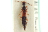  ( - CNC COLEO 00251169)  @11 [ ] CreativeCommons - Attribution (2014) CBG Photography Group Centre for Biodiversity Genomics