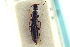  (Tetartopeus sollicitus - CNC COLEO 00251179)  @13 [ ] CreativeCommons - Attribution (2014) CBG Photography Group Centre for Biodiversity Genomics