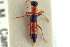  ( - CNC COLEO 00251204)  @11 [ ] CreativeCommons - Attribution (2014) CBG Photography Group Centre for Biodiversity Genomics