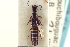  ( - CNC COLEO 00251224)  @11 [ ] CreativeCommons - Attribution (2014) CBG Photography Group Centre for Biodiversity Genomics