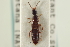  (Bisnius picicornis - CNC COLEO 00251251)  @15 [ ] CreativeCommons - Attribution (2014) CBG Photography Group Centre for Biodiversity Genomics