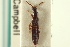  ( - CNC COLEO 00251253)  @11 [ ] CreativeCommons - Attribution (2014) CBG Photography Group Centre for Biodiversity Genomics