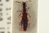  ( - CNC COLEO 00251254)  @11 [ ] CreativeCommons - Attribution (2014) CBG Photography Group Centre for Biodiversity Genomics