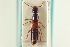  ( - CNC COLEO 00251259)  @11 [ ] CreativeCommons - Attribution (2014) CBG Photography Group Centre for Biodiversity Genomics
