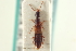  ( - CNC COLEO 00251260)  @11 [ ] CreativeCommons - Attribution (2014) CBG Photography Group Centre for Biodiversity Genomics
