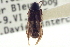  ( - CNC COLEO 00251425)  @11 [ ] CreativeCommons - Attribution (2014) CBG Photography Group Centre for Biodiversity Genomics