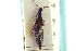  ( - CNC COLEO 00251468)  @11 [ ] CreativeCommons - Attribution (2014) CBG Photography Group Centre for Biodiversity Genomics