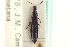  ( - CNC COLEO 00251470)  @11 [ ] CreativeCommons - Attribution (2014) CBG Photography Group Centre for Biodiversity Genomics