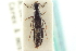  ( - CNC COLEO 00251496)  @11 [ ] CreativeCommons - Attribution (2014) CBG Photography Group Centre for Biodiversity Genomics