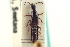  ( - CNC COLEO 00251497)  @11 [ ] CreativeCommons - Attribution (2014) CBG Photography Group Centre for Biodiversity Genomics