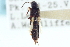  ( - CNC COLEO 00251499)  @11 [ ] CreativeCommons - Attribution (2014) CBG Photography Group Centre for Biodiversity Genomics