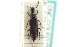  ( - CNC COLEO 00251603)  @11 [ ] CreativeCommons - Attribution (2014) CBG Photography Group Centre for Biodiversity Genomics