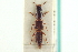  ( - CNC COLEO 00251685)  @11 [ ] CreativeCommons - Attribution (2014) CBG Photography Group Centre for Biodiversity Genomics